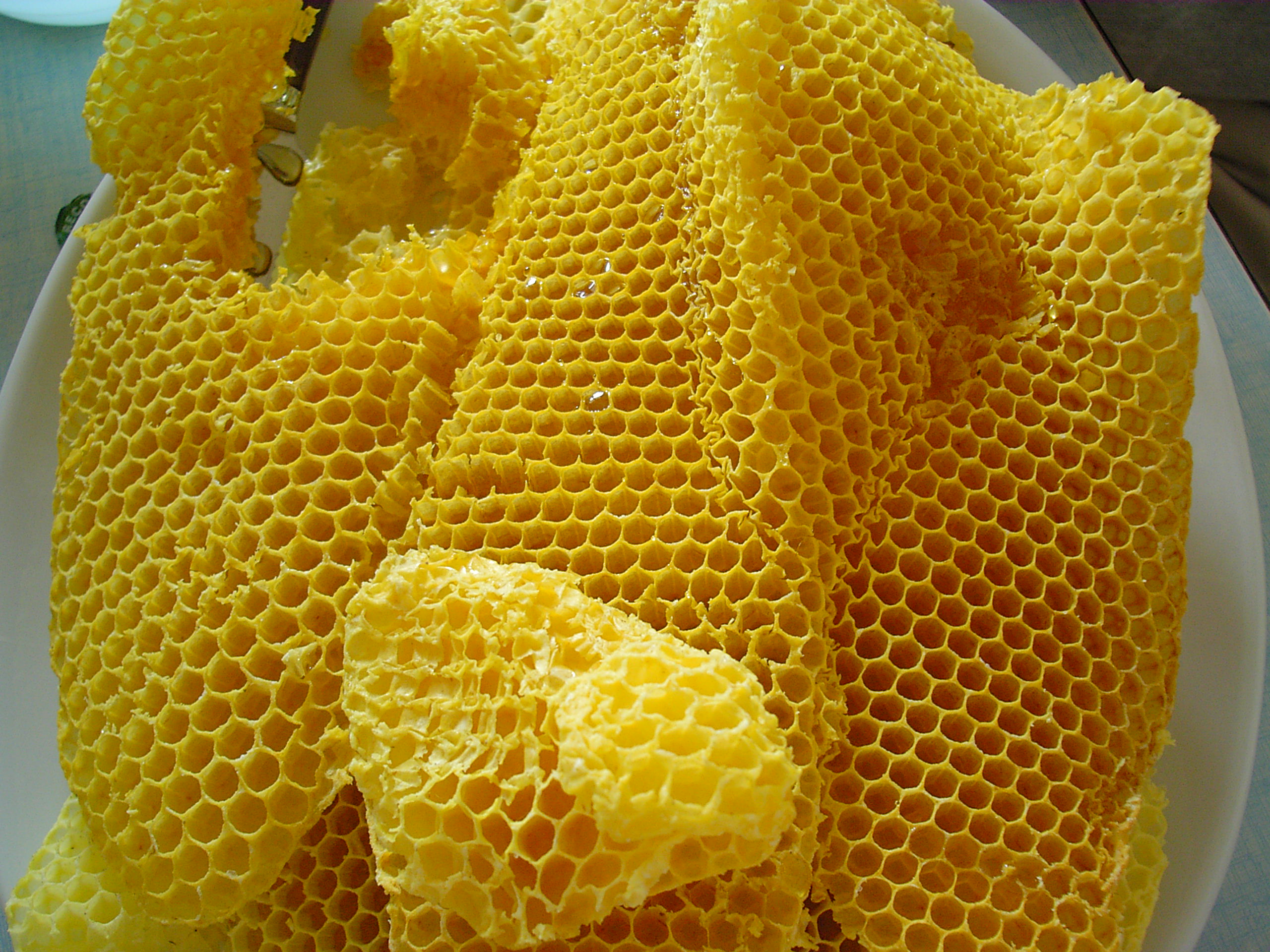 Terraria пчелиный воск фото 31